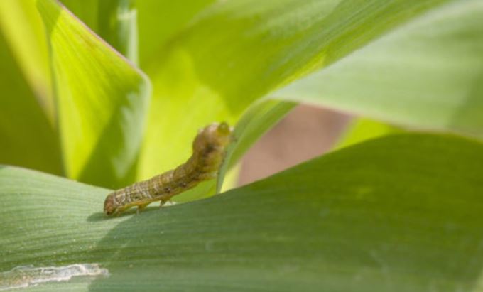Farmers turn to home made insecticides to spray army worm
