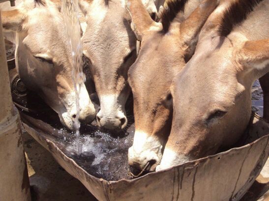 Govt halts donkey slaughter houses licensing